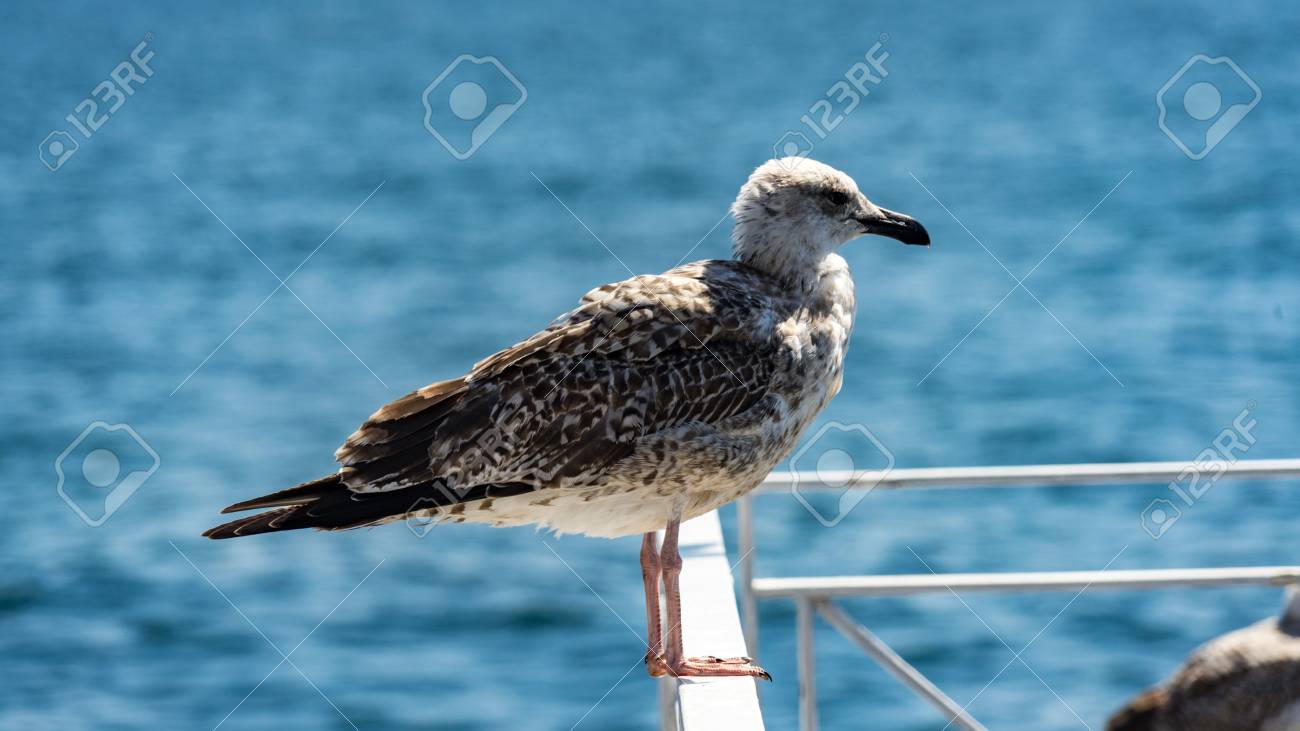 Seagull Sits On The Bar In Istambul Turkey - 
