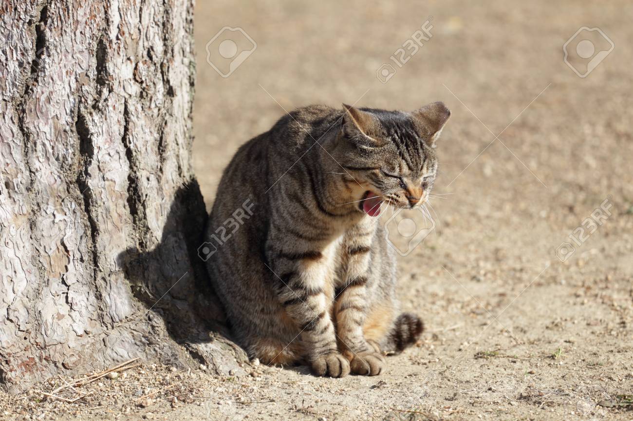 Brown American Shorthair Cat In Himeji Castle Stock Photo Picture