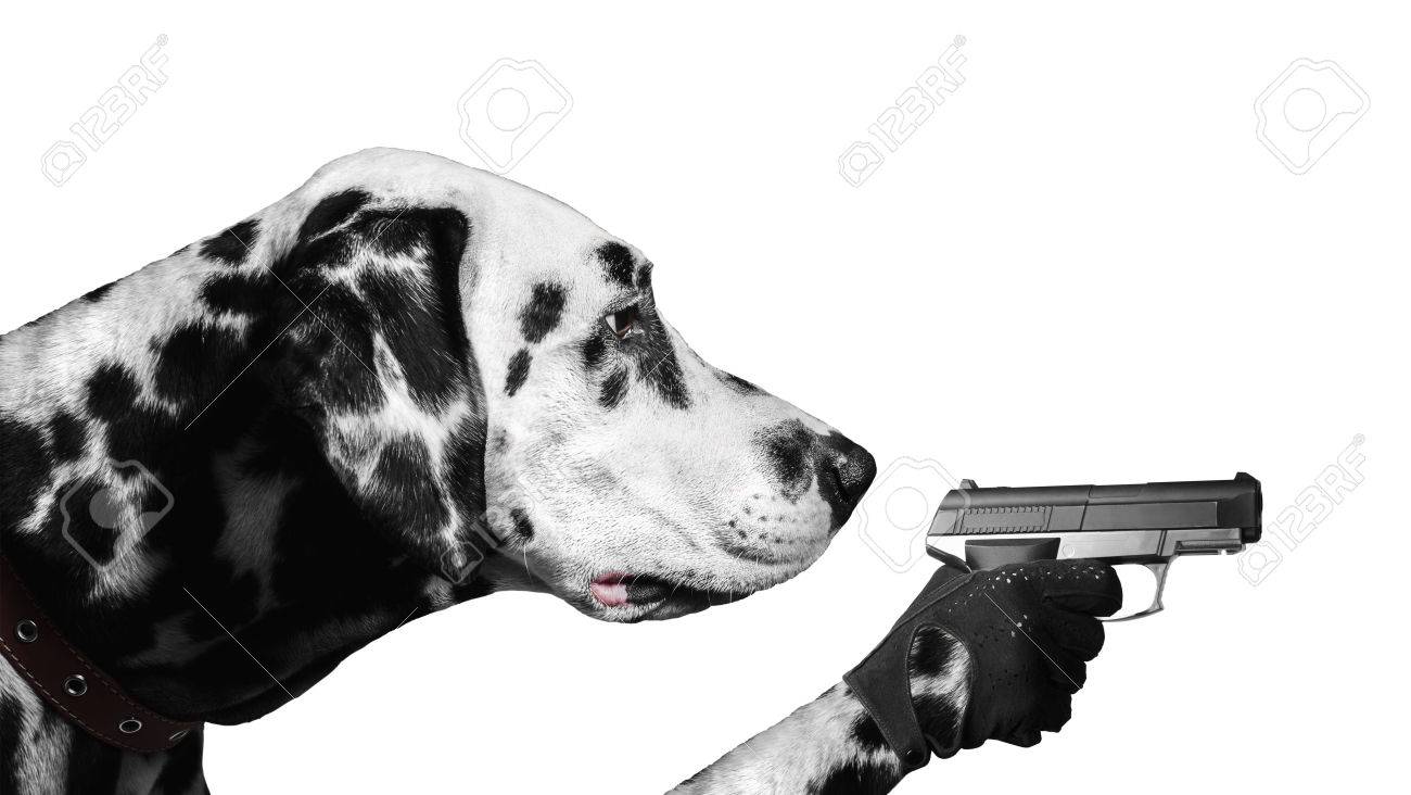 Pes - Strnka 5 44187805-dalmatian-dog-paw-holding-a-gloved-gun-and-takes-aim