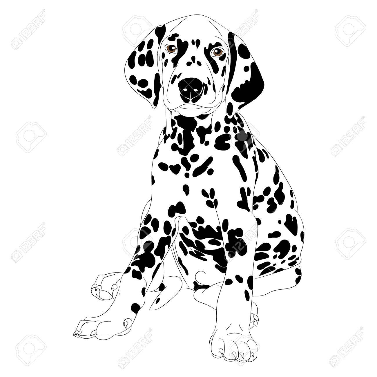 かわいいダルメシアン犬のイラストに座っている子犬を分離します のイラスト素材 ベクタ Image