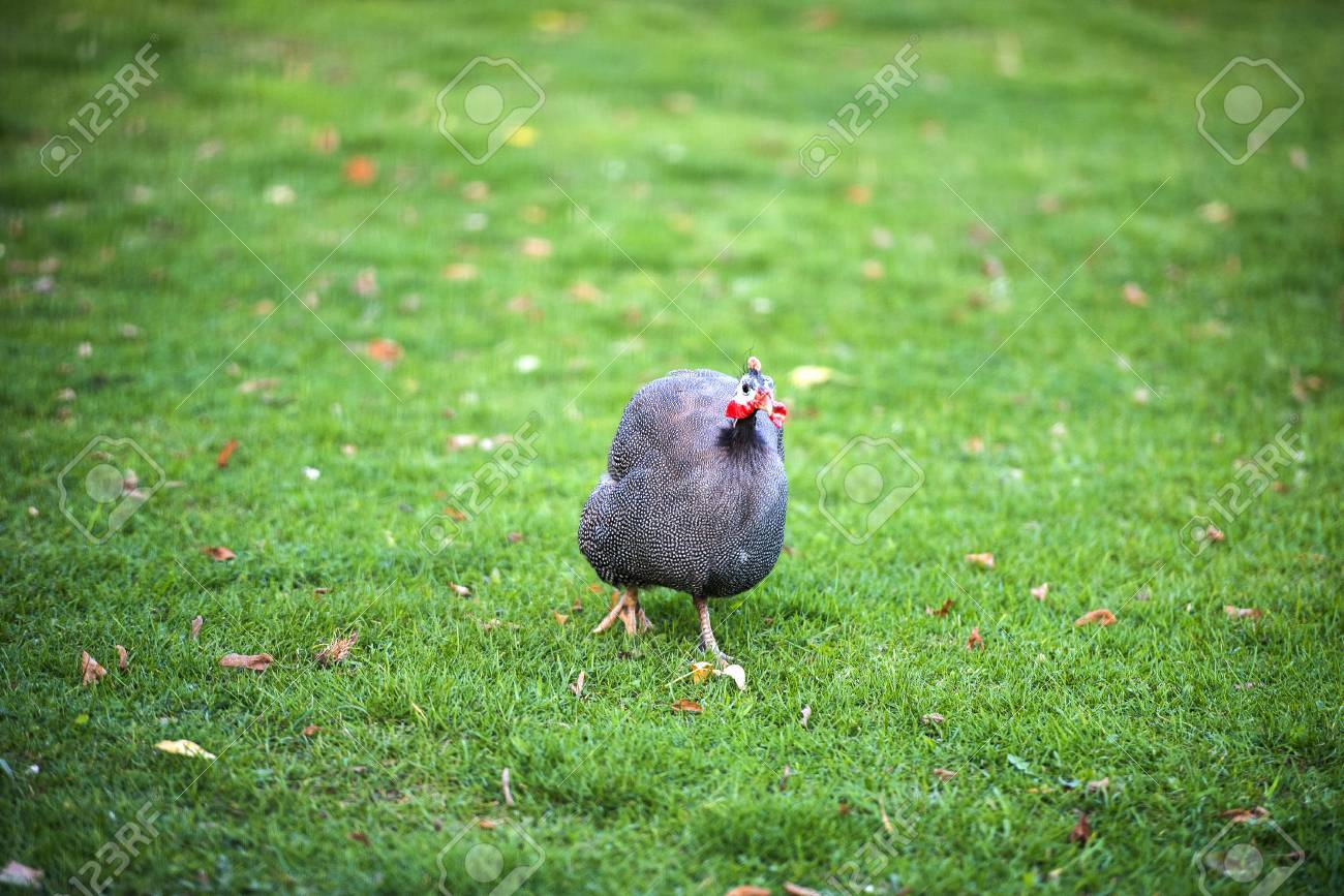美しいホロホロ鶏鳥や白い斑点のある羽を持つヘルメット ホロホロ鳥 の写真素材 画像素材 Image 美しいホロホロ鶏鳥や白い斑点のある羽を持つヘルメット ホロホロ鳥 の写真素材 画像素材 Image