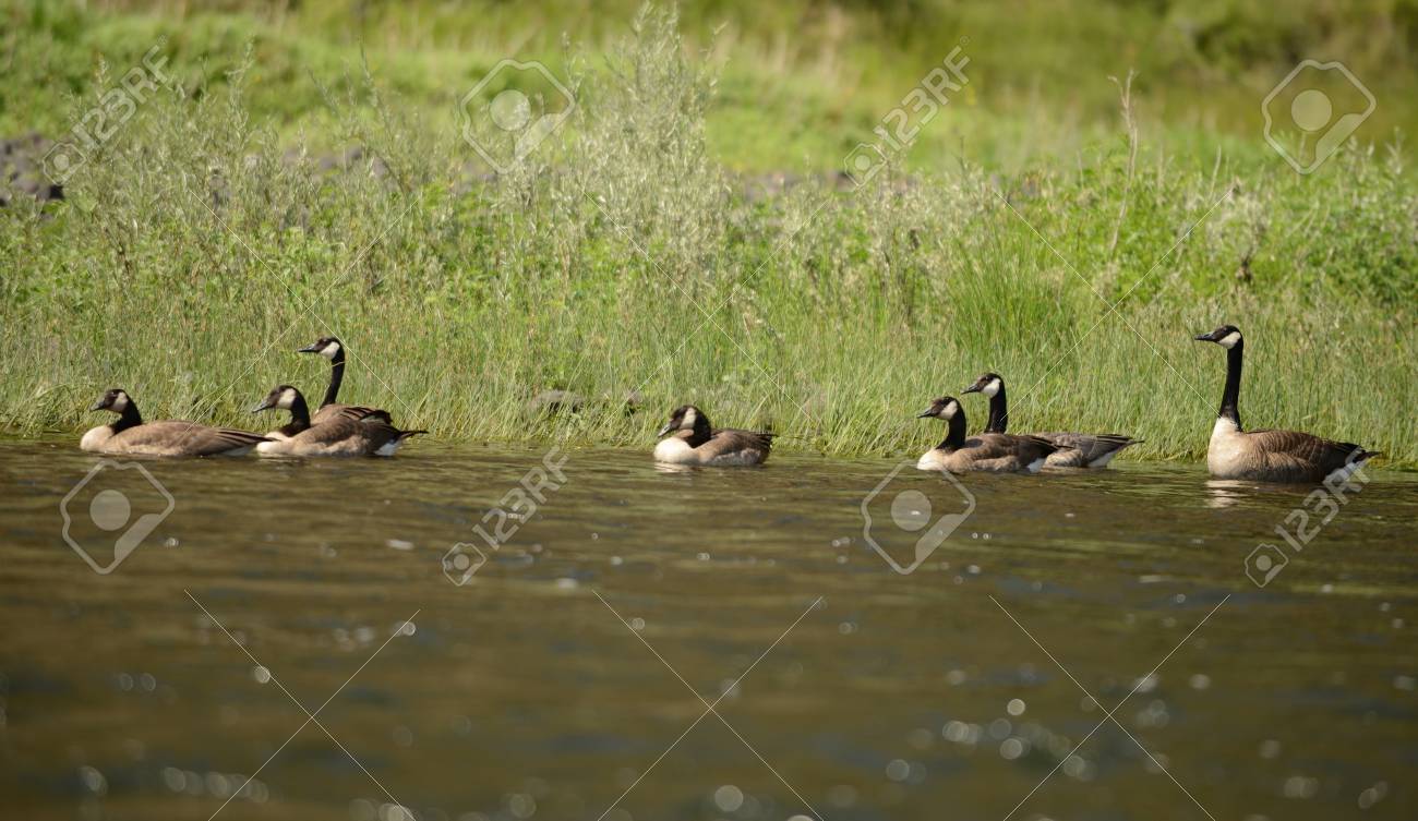 canada goose natural habitat canada goose natural habitat