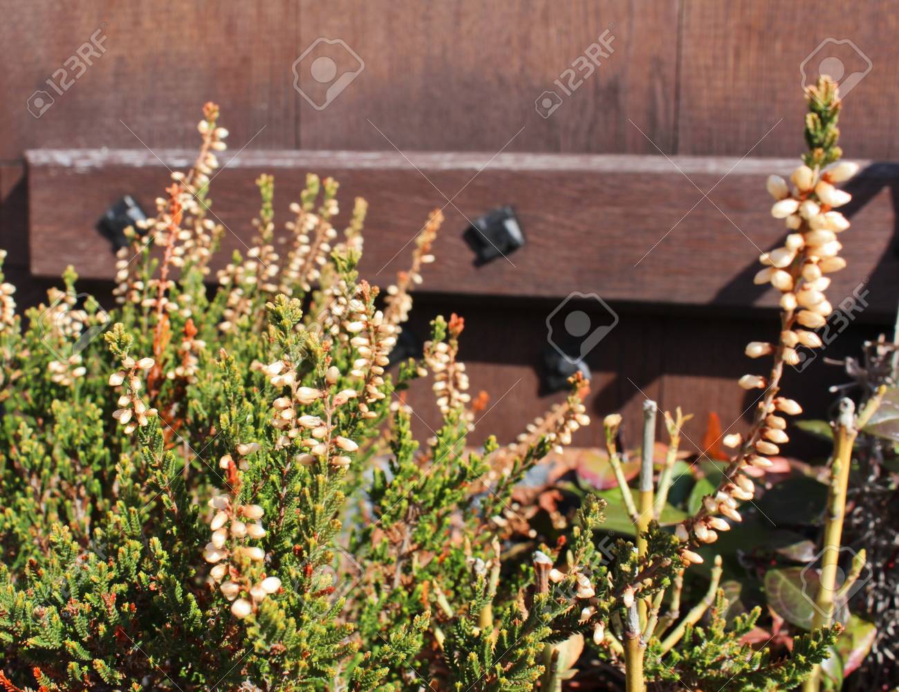 erica carnea with wood