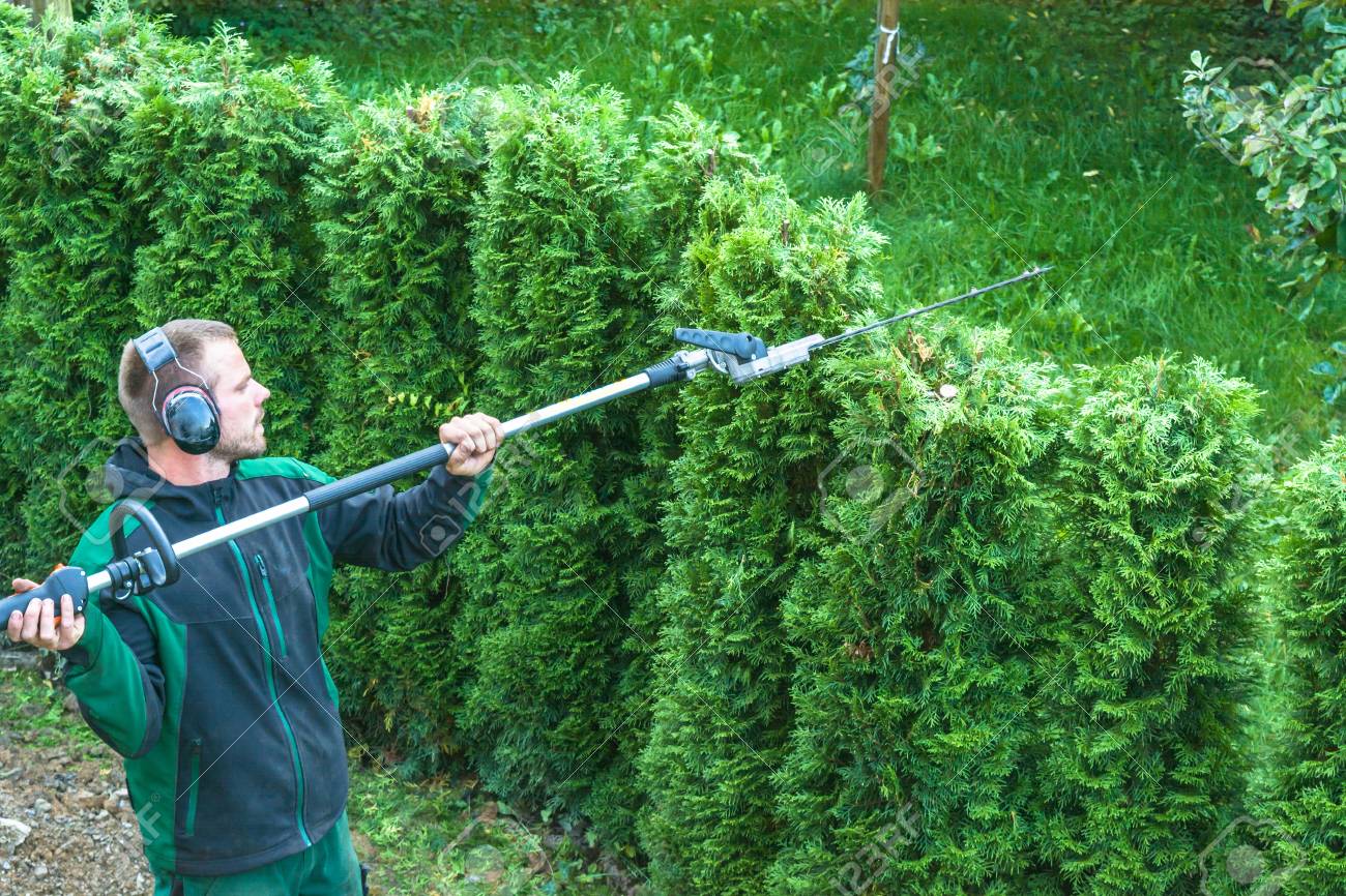 hedge trimming works in a garden professional gardener with works garden equipment