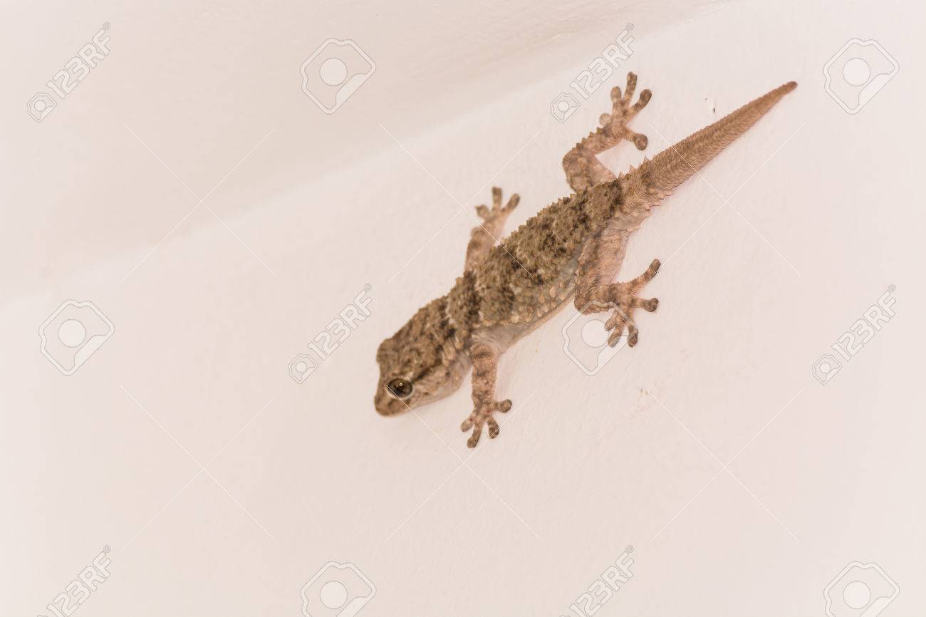 gekko small iguana on a white house wall stock photo picture and