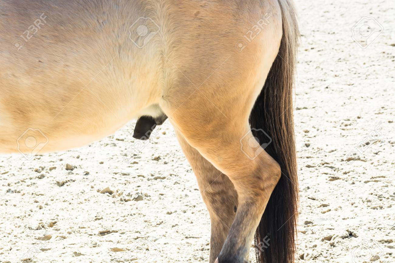 Órgano Reproductivo, El Pene De Un Caballo Pequeño, Potro Fotos, retratos,  imágenes y fotografía de archivo libres de derecho. Image 72714983