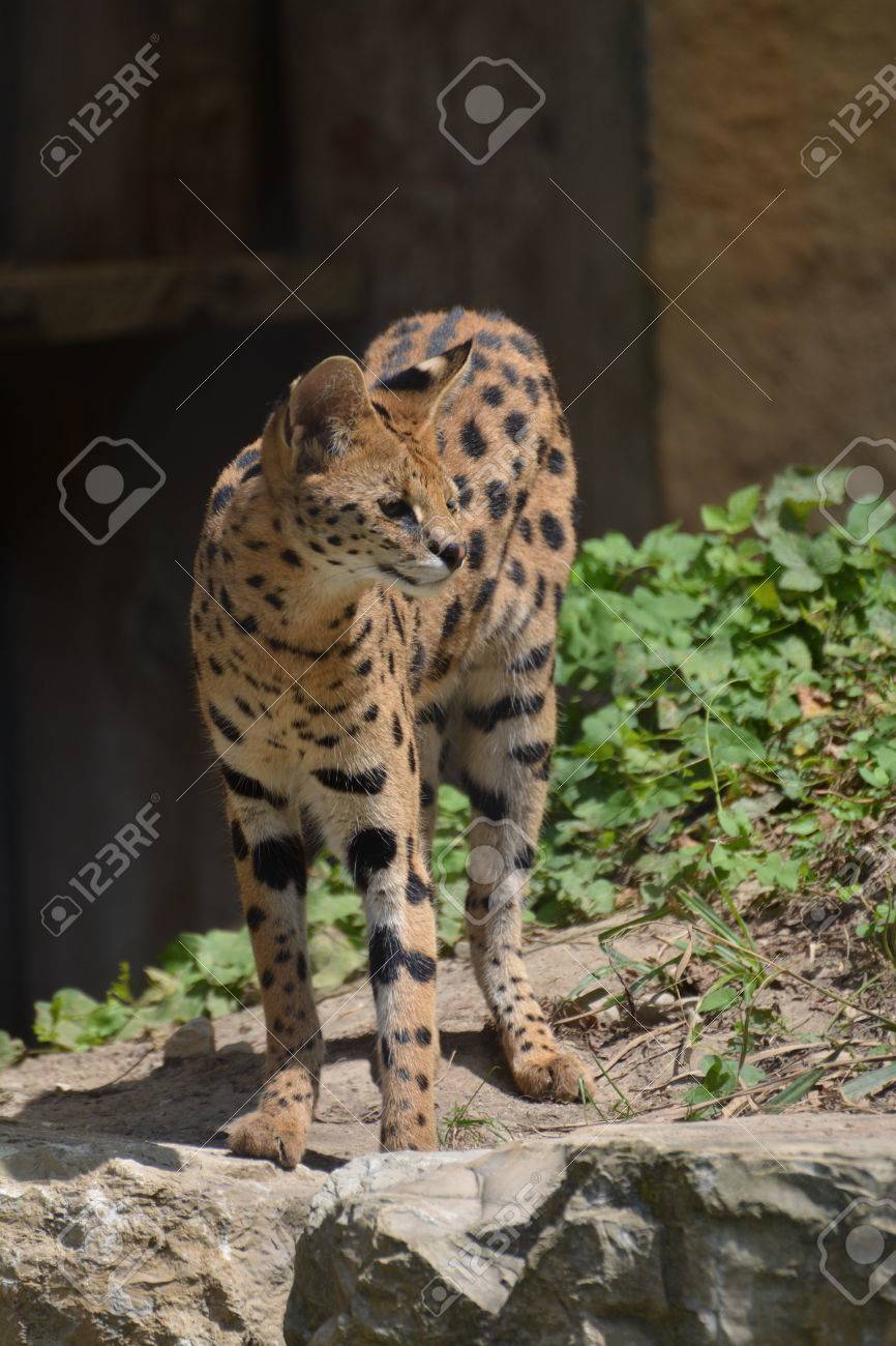 Der Grosste Katze Der Welt Ein Seltener Anblick In Der Tat Lizenzfreie Fotos Bilder Und Stock Fotografie Image 40126112