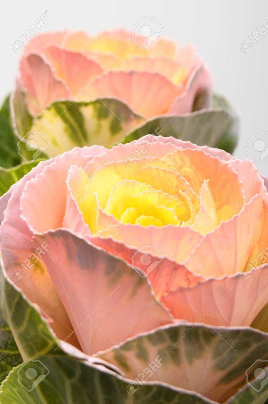 Macro De Couleur De Feuilles De Chou Qui Ressemble à Une Fleur De Rose Orange