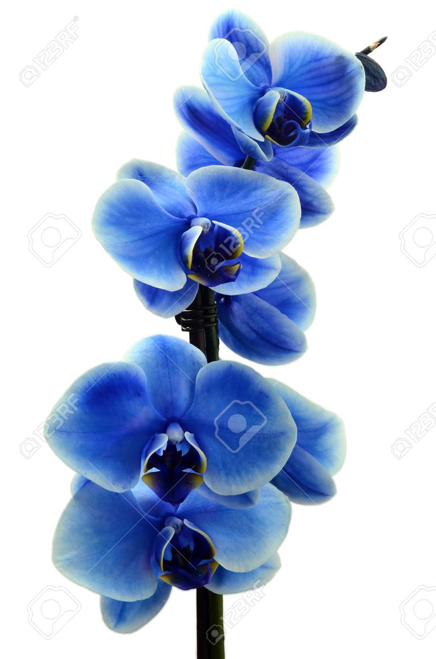 Orchid Blue Beautiful Flower And White Background Stock Photo Picture And Royalty Free Image Image