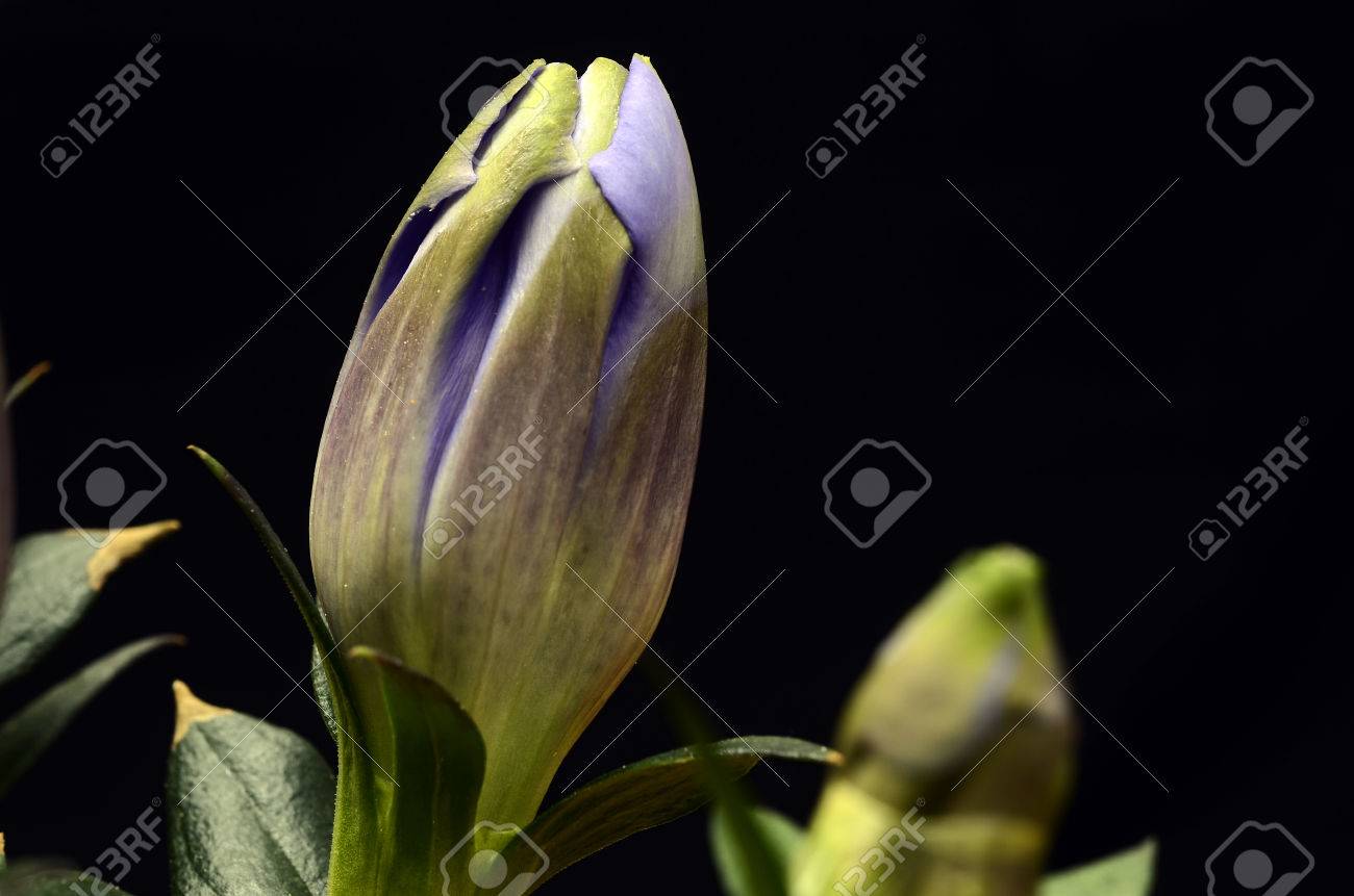 青リンドウの花と黒の背景 リンドウ科 Hyacintho の写真素材 画像素材 Image