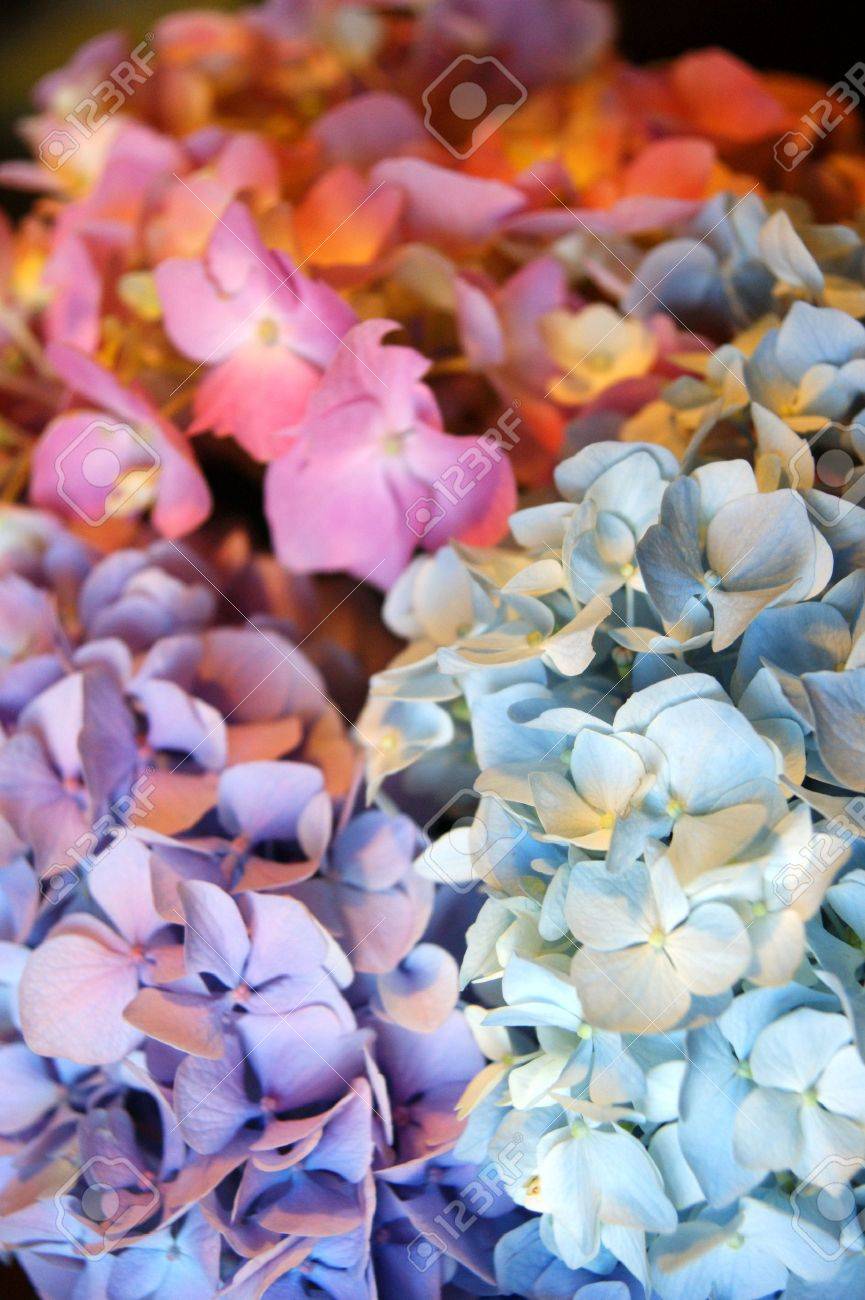 アジサイのマクロ写真 紫と青の花の色の色合い 春に咲きます 花の色はピンク あなたの土の Ph によってを通してブルース Purples から変更できます 素晴らしい花を削減します の写真素材 画像素材 Image