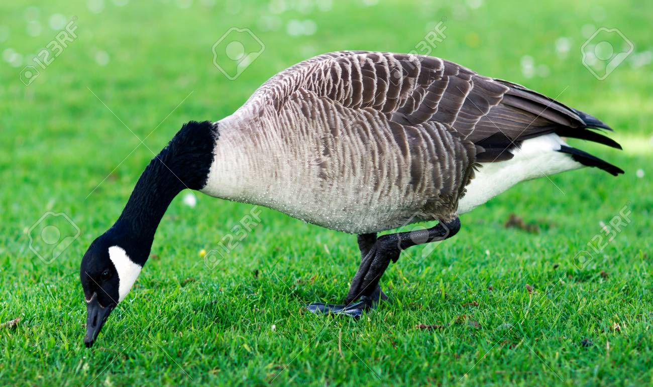 Wild Goose Geese Eating Grass In The Park United Kinghdom Stock Photo Picture And Royalty Free Image Image 53123060