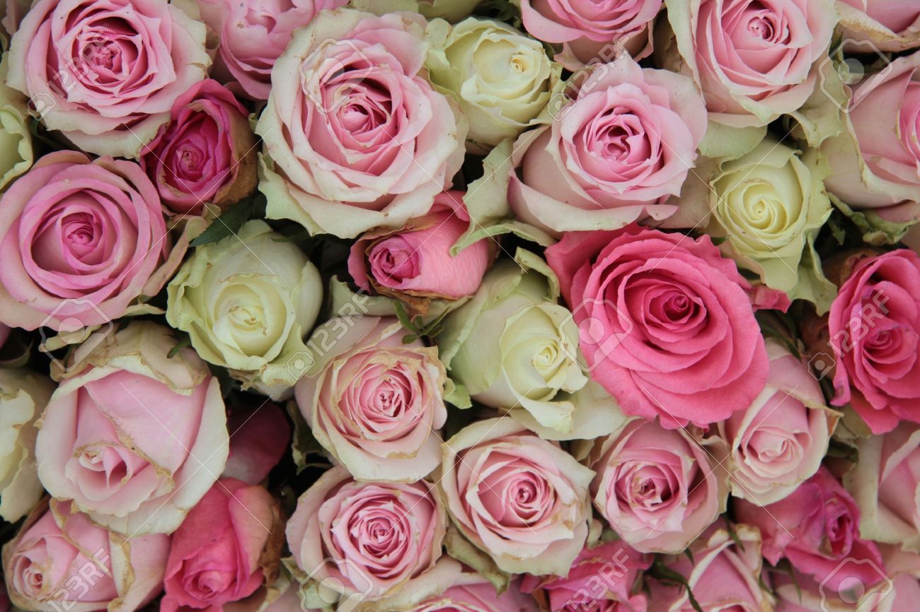 Detail of a wedding centerpiece, different shades of pink roses - 13093658 Detail of a wedding centerpiece, different shades of pink roses - 13093658