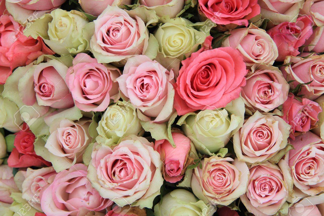 Detail of a wedding centerpiece, different shades of pink roses - 13151949 Detail of a wedding centerpiece, different shades of pink roses - 13151949