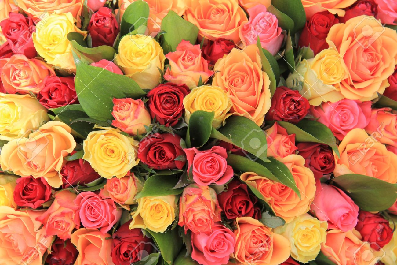 yellow, pink and red roses in a mixed rose bouquet - 13198544 yellow, pink and red roses in a mixed rose bouquet - 13198544