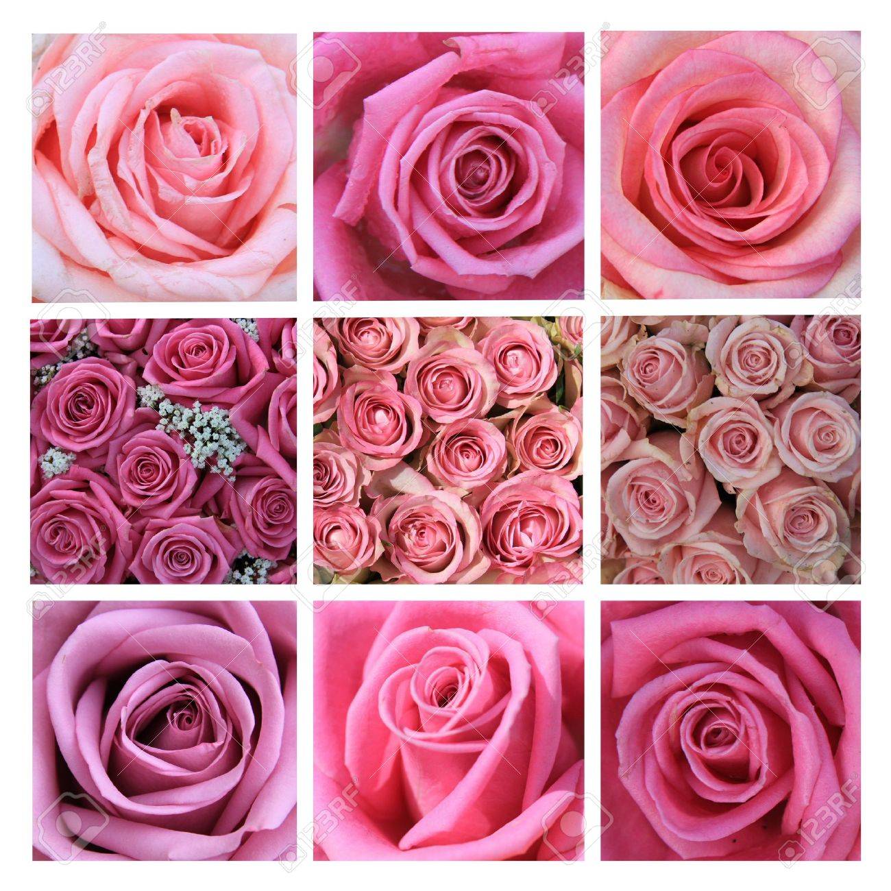 XL-collage made from 9 different high resolution pink rose images - 13918832 XL-collage made from 9 different high resolution pink rose images - 13918832