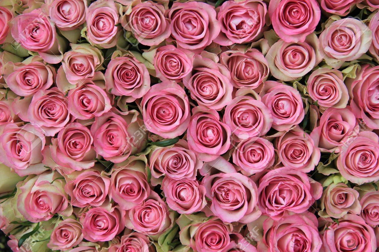 Big group of pink roses, perfect as a background - 14735306 Big group of pink roses, perfect as a background - 14735306