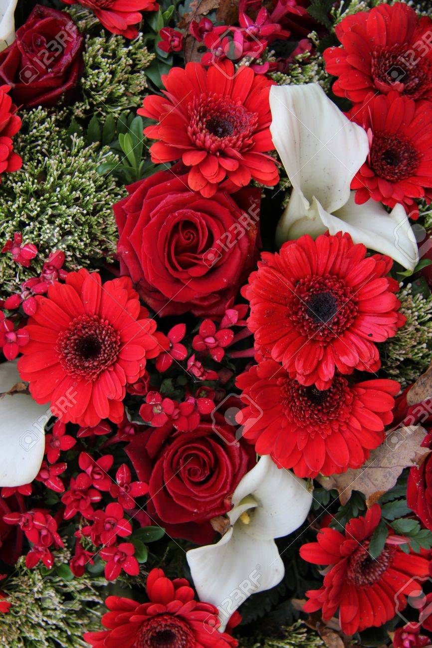 赤いバラとガーベラを組み合わせて水芭蕉フラワー アレンジで の写真素材 画像素材 Image