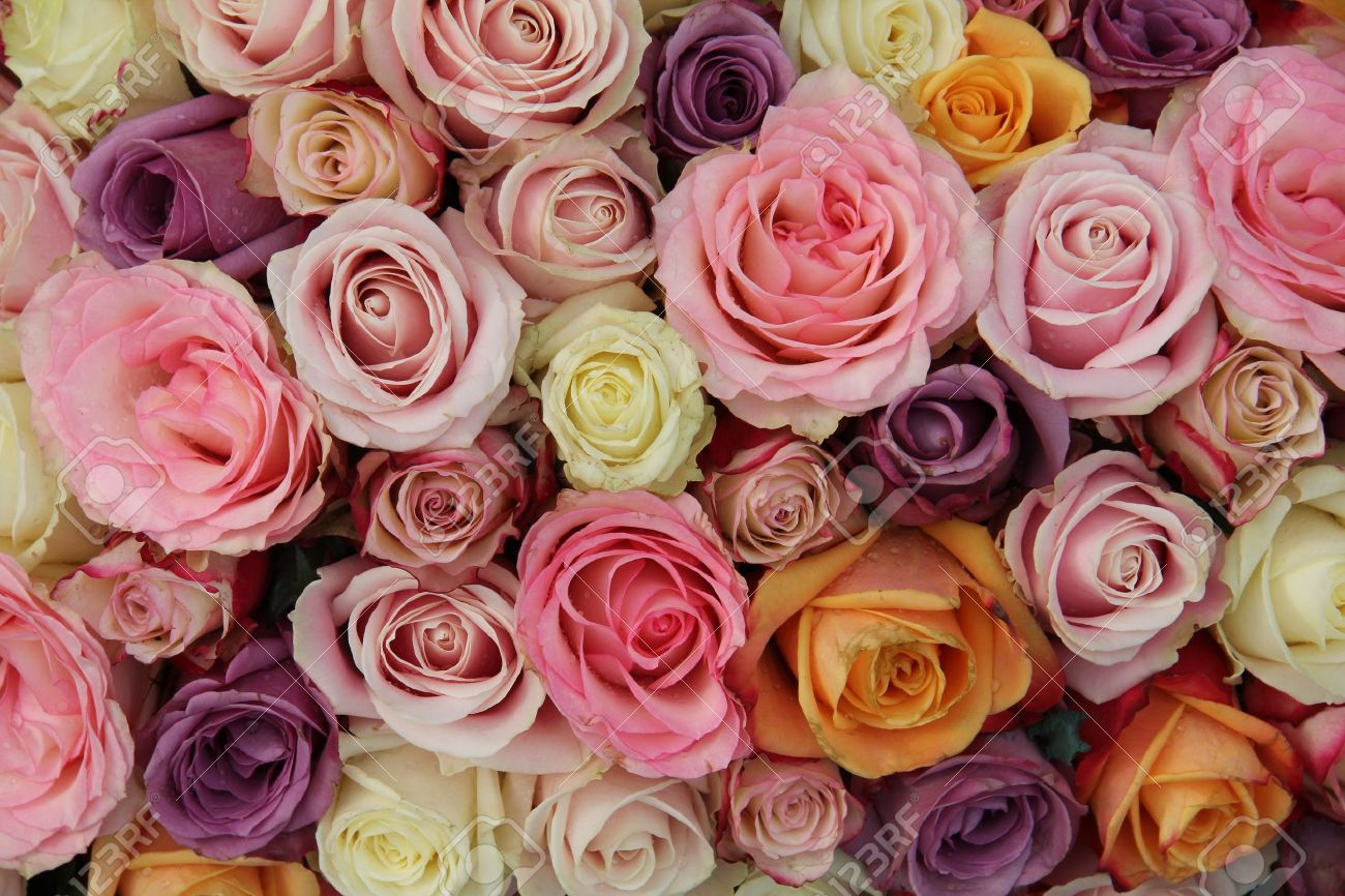 Mixed roses in various pastel colors in a wedding arrangement - 19586238 Mixed roses in various pastel colors in a wedding arrangement - 19586238
