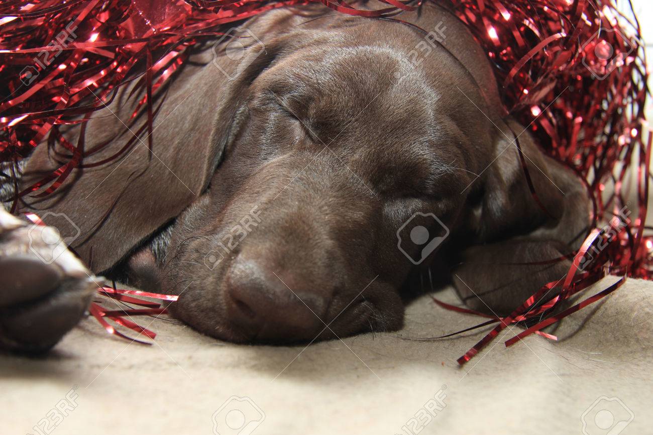 German Shorthaired Pointer Puppy 10 Weeks Old Sleeping With