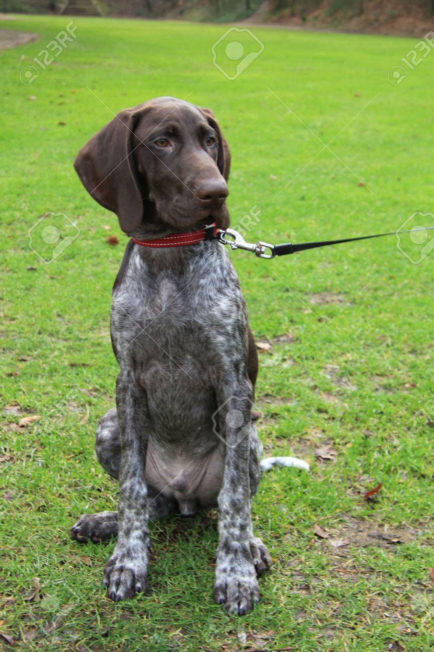 Young German Shorthaired Pointer Male Four Months Old Stock Photo