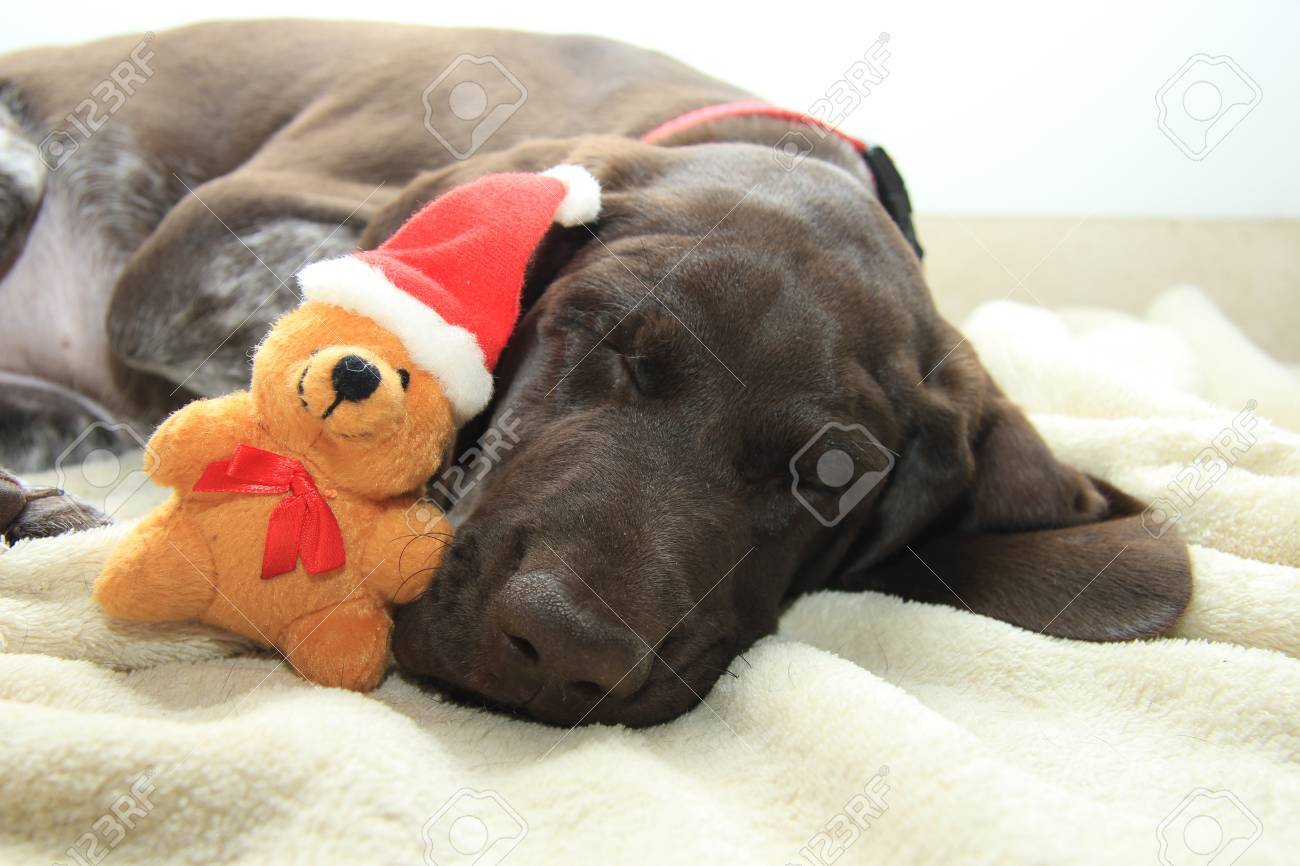 german shorthaired pointer stuffed animal