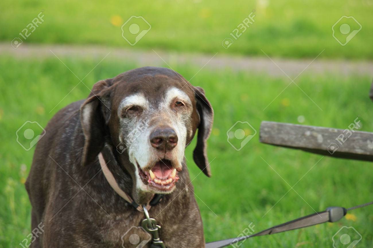 Senior German Shorthaired Pointer Female Almost 15 Years Old