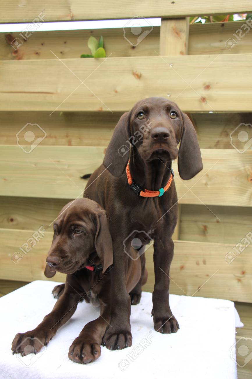German Shorthaired Pointer Puppies 8 Weeks Old Solid Liver