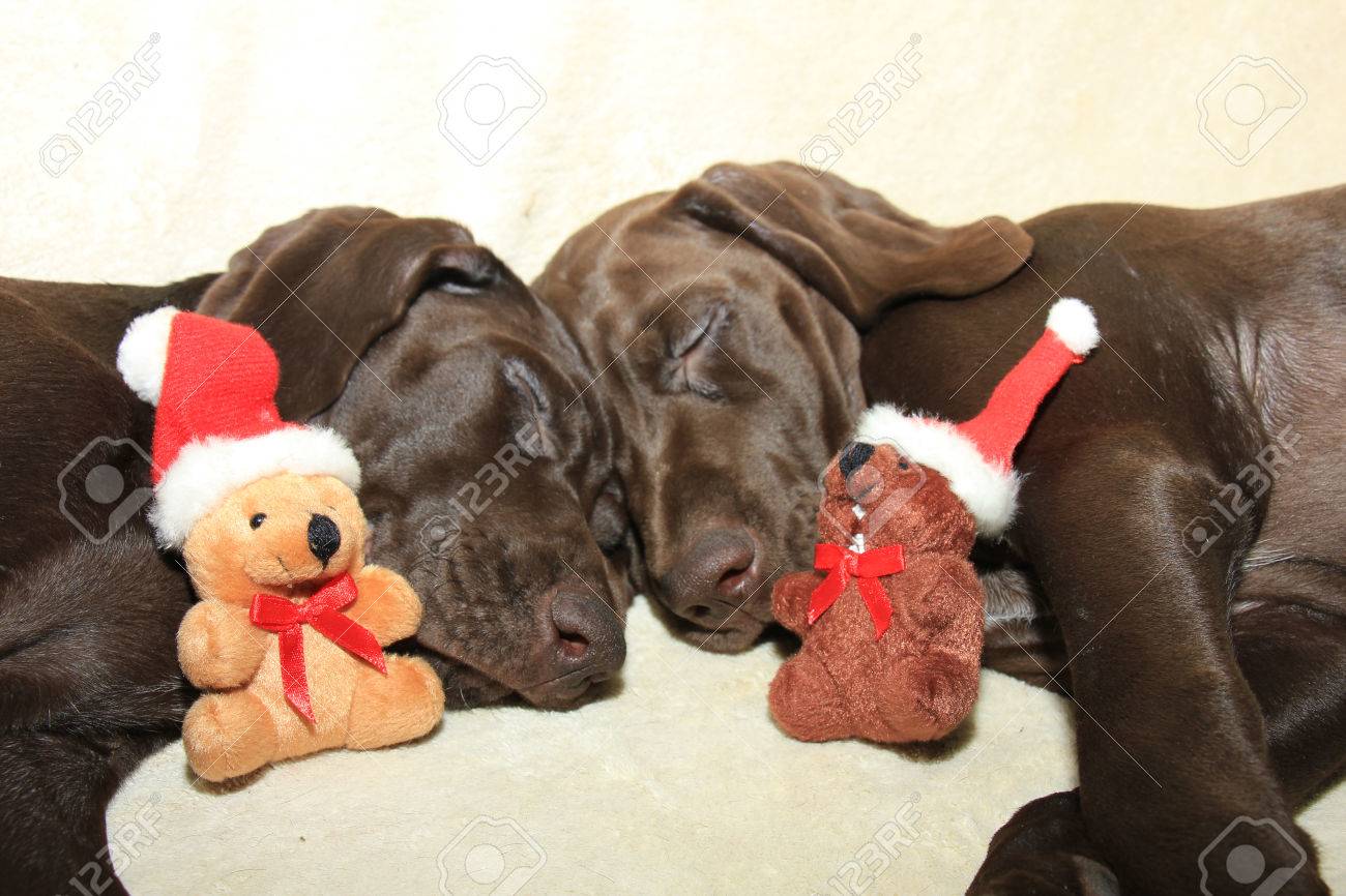 Cuccioli Natale Immagini.Immagini Stock Cani Di Natale 11 Settimane Di Eta Cuccioli A Pelo Corto Tedesco Image 49137383