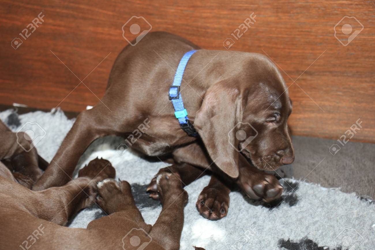 German Shorthaired Pointer Puppies 8 Weeks Old Solid Liver Stock