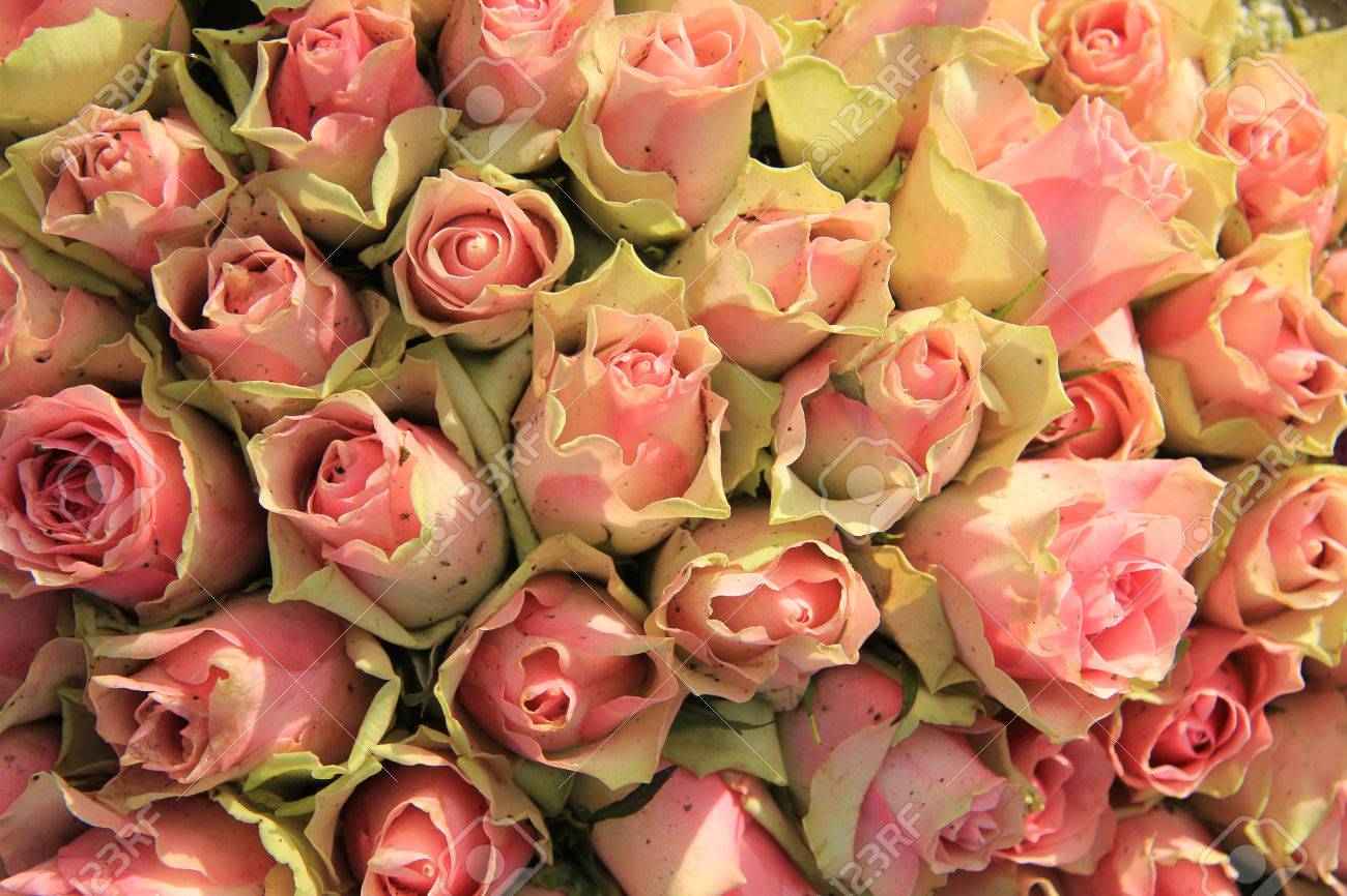 緑がかったピンクのバラと結婚式のテーブルのセンター ピース の写真素材 画像素材 Image