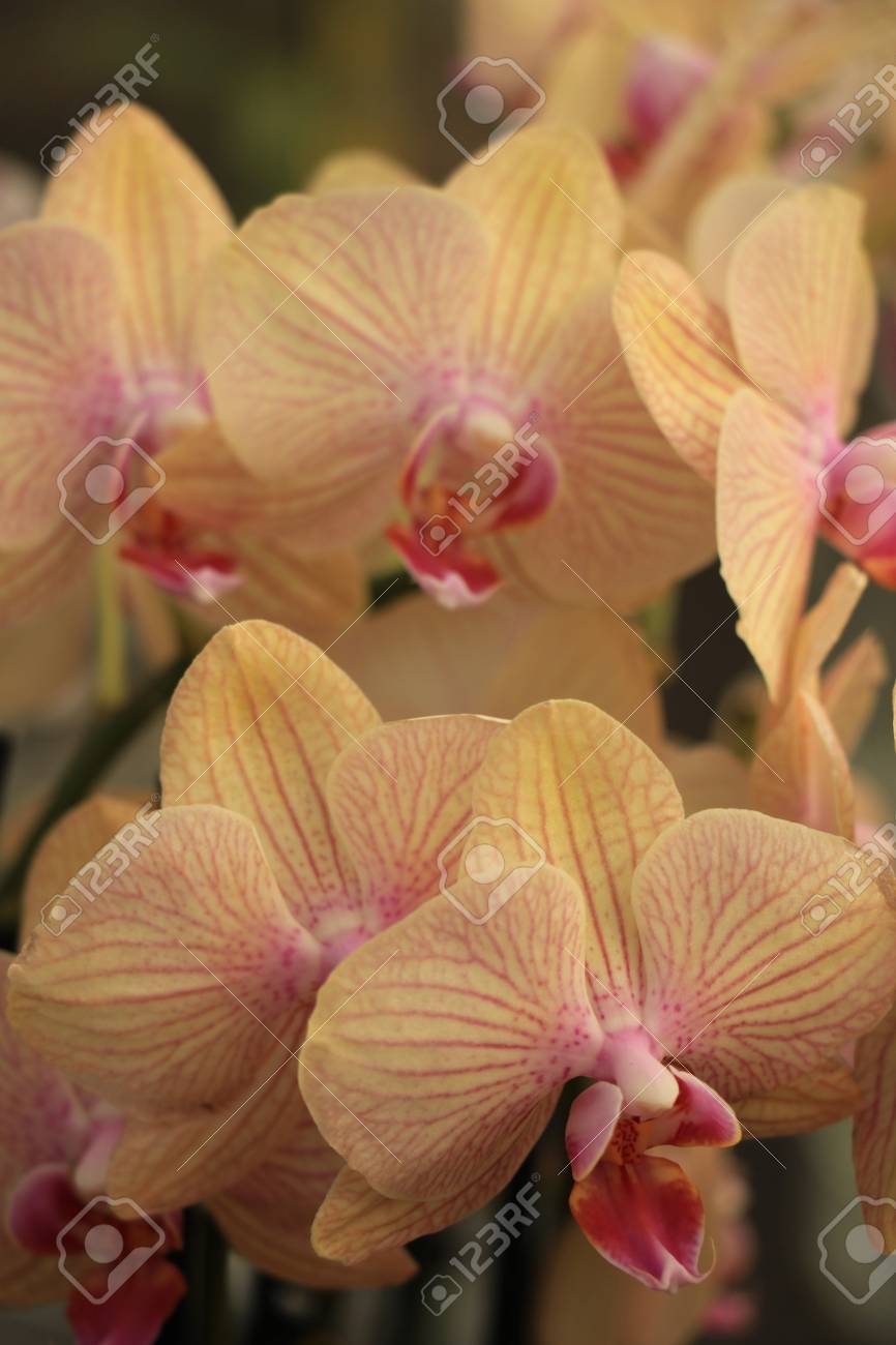phalaenopsis orchid pale yellow and pink stock photo picture and