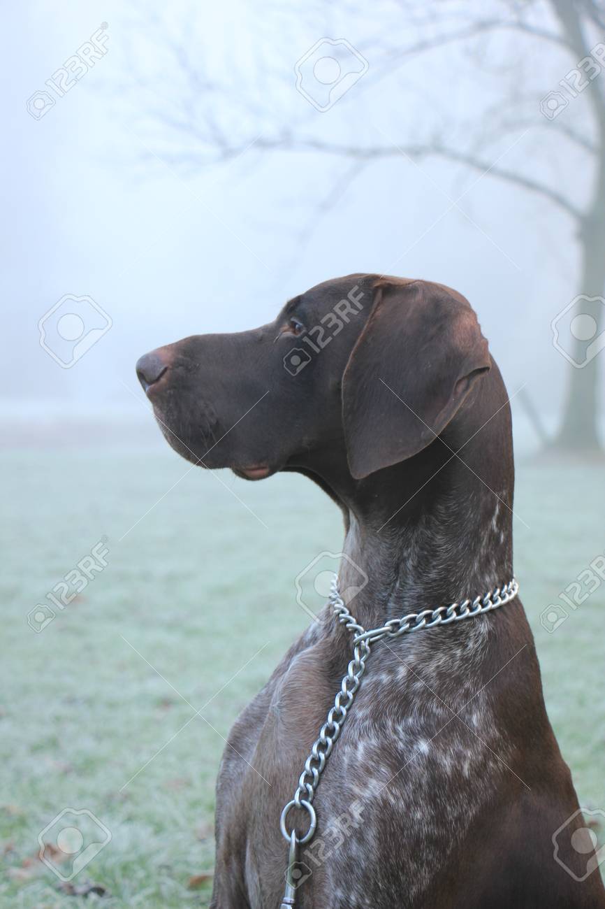 German Shorthaired Pointer Two Year Old Male Brown And White