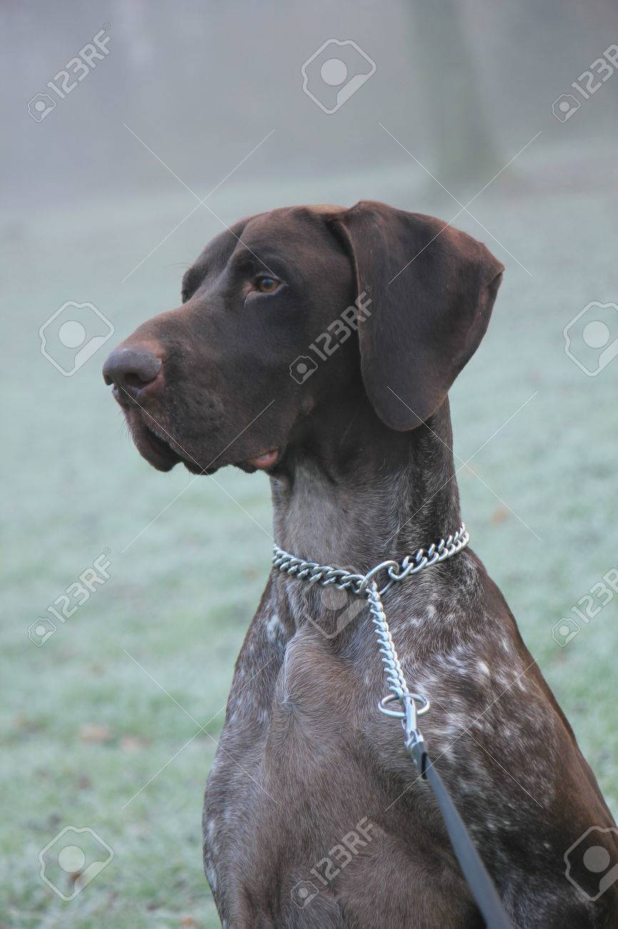 German Shorthaired Pointer Two Year Old Male Brown And White