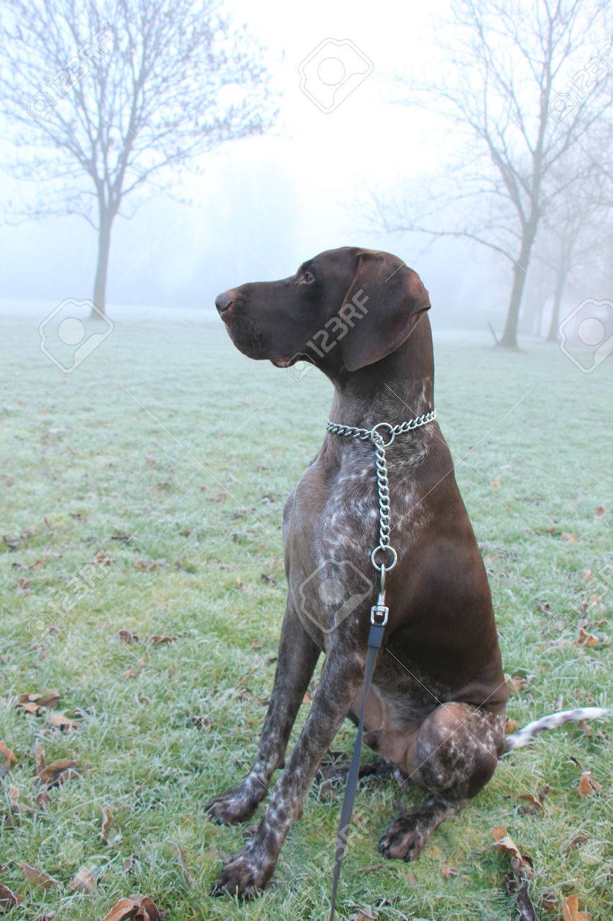 German Shorthaired Pointer Two Year Old Male Brown And White