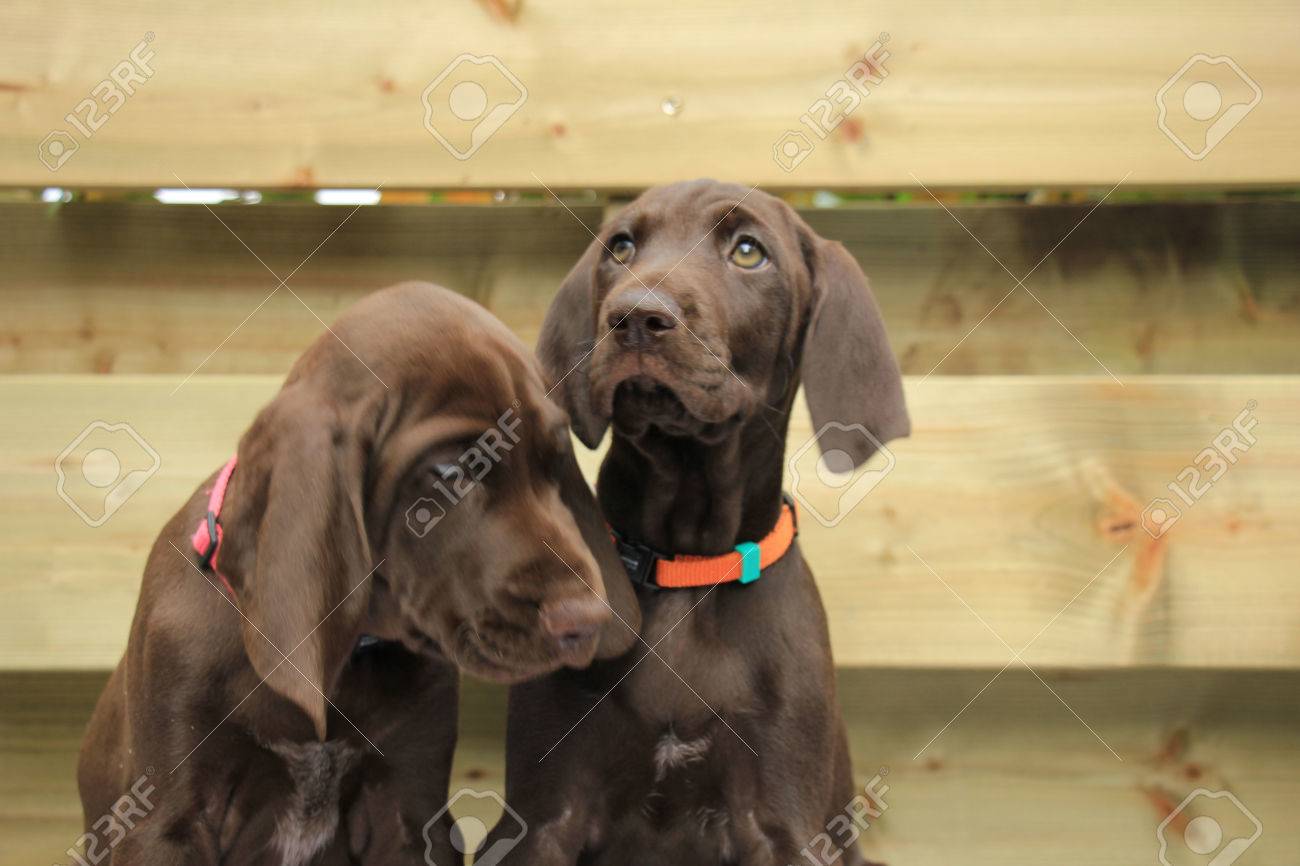 German Shorthaired Pointer Puppies 8 Weeks Old Solid Liver