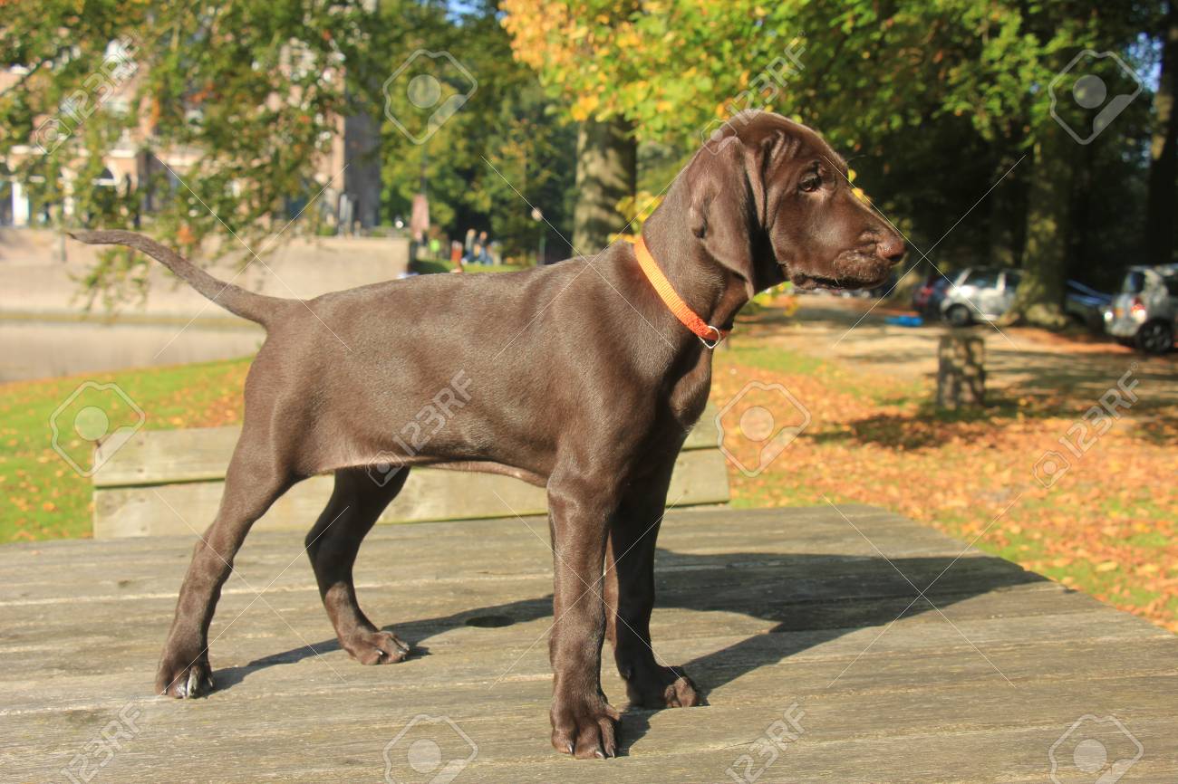 Deutsch Kurzhaar Welpen 9 Wochen Alt Feste Leber Weibliche Lizenzfreie Fotos Bilder Und Stock Fotografie Image 76109220