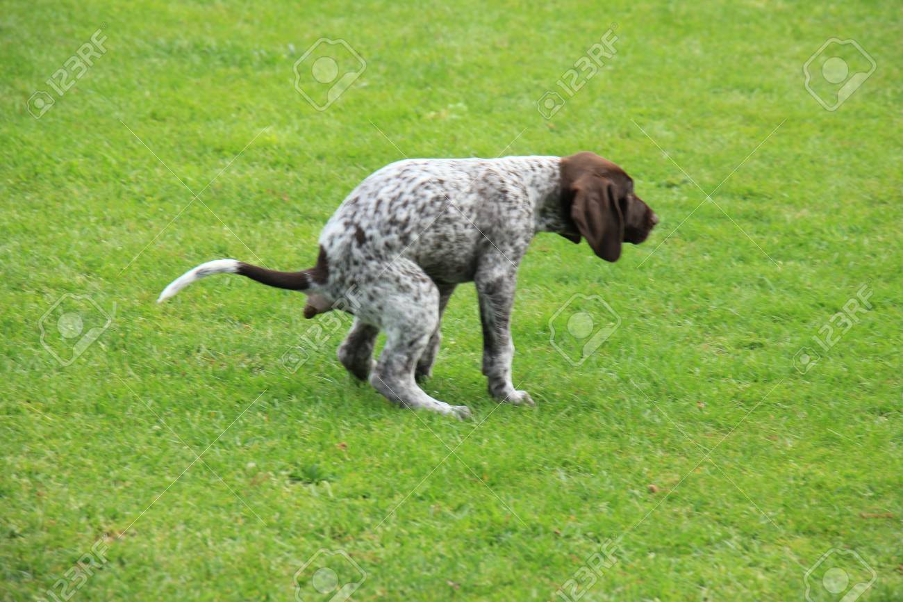 German Shorthaired Pointer Male Puppy 9 Weeks Old Doing His