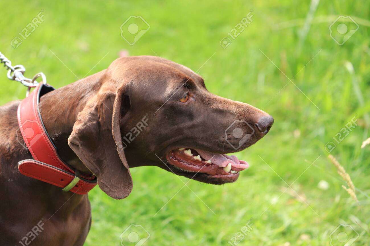 german shorthaired pointer collar