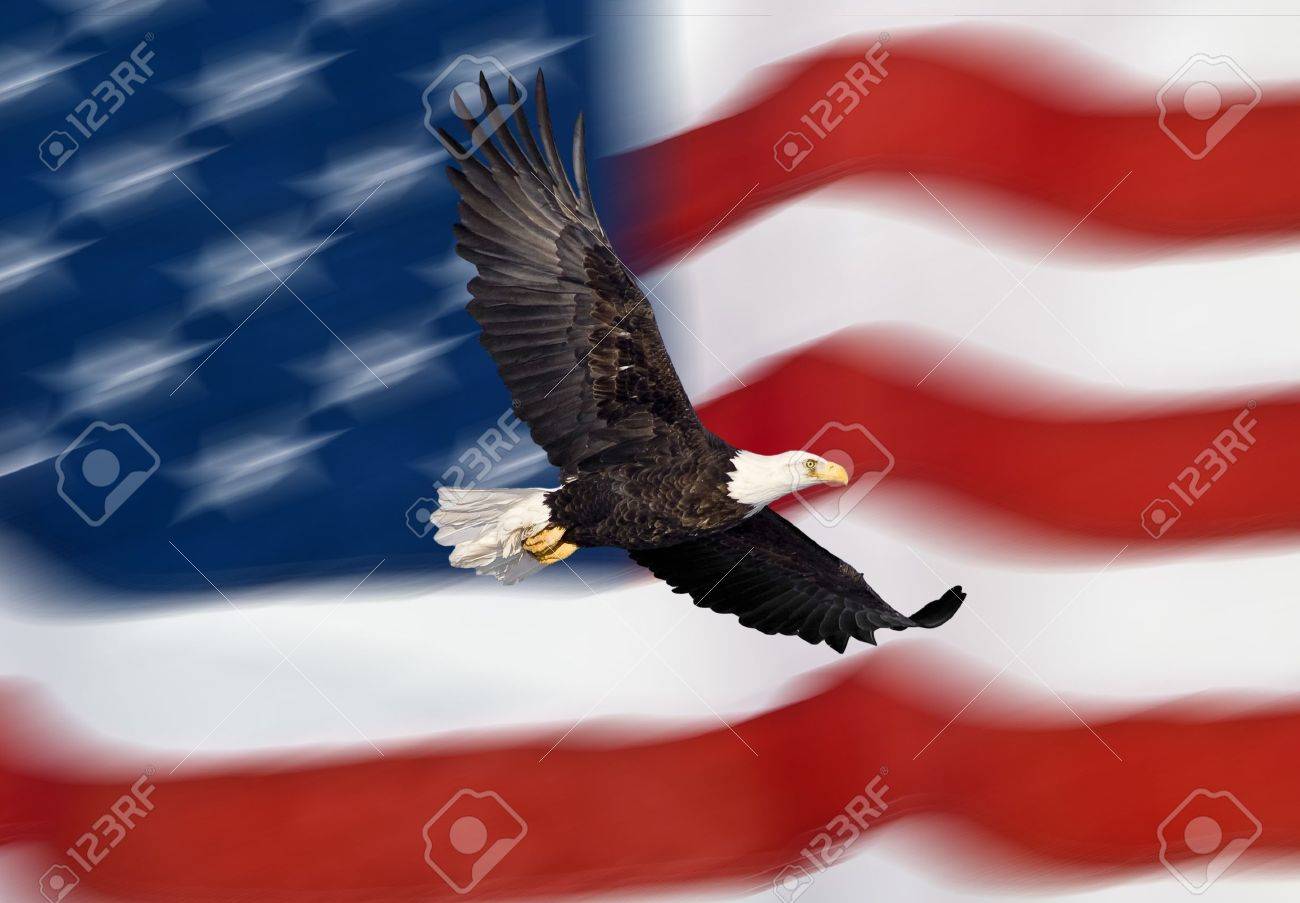 Bald Eagle Flying In Front Of The American Flag Stock Photo, Picture and  Royalty Free Image. Image 14884505., image size:1300x903