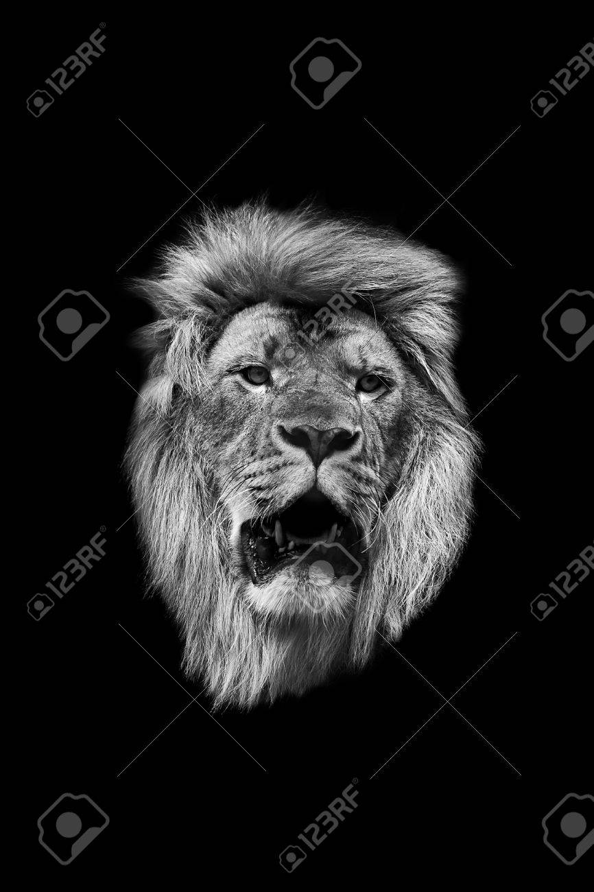 黒い背景に白と黒のライオンの頭部 の写真素材 画像素材 Image 黒い背景に白と黒のライオンの頭部 の写真素材 画像素材 Image