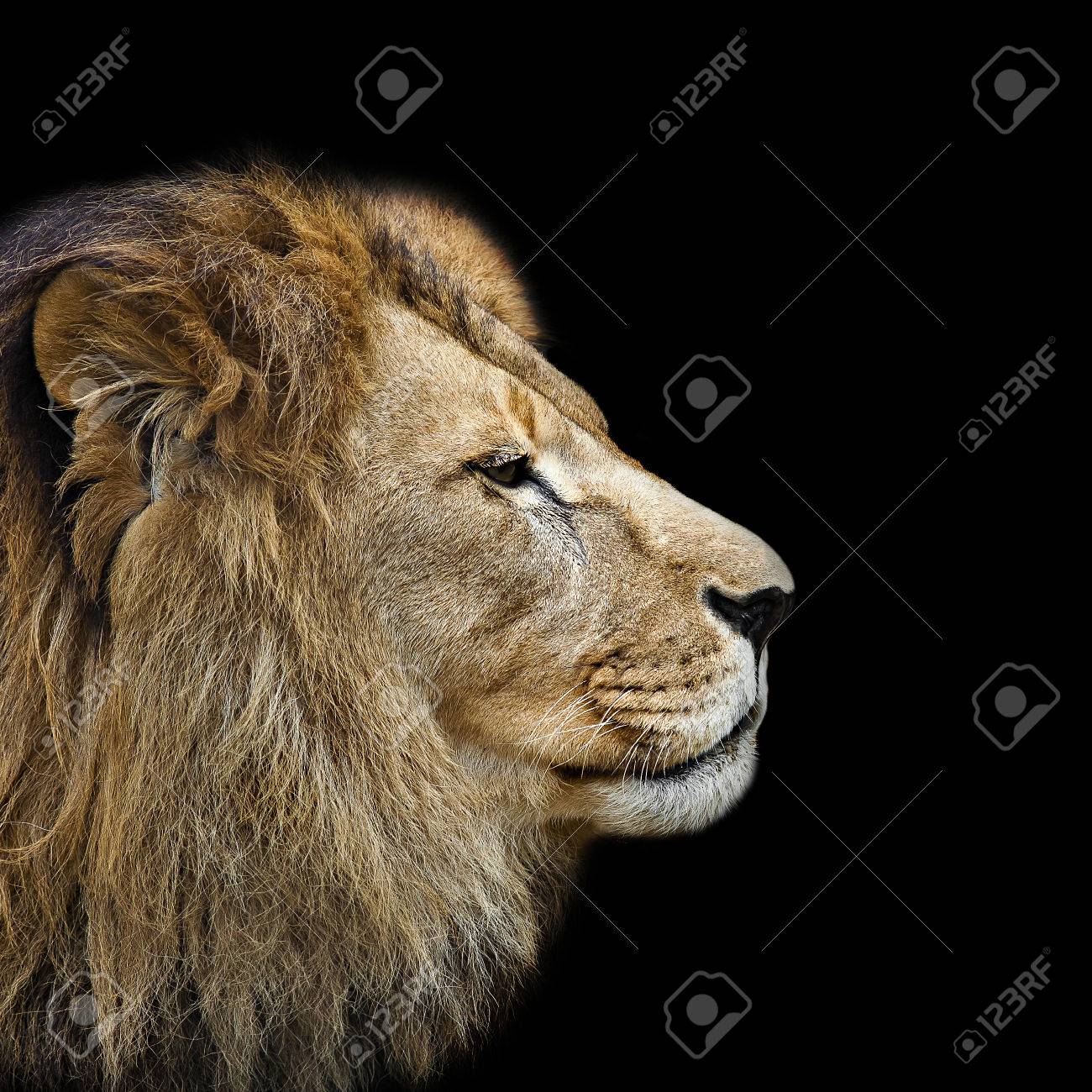 黒い背景に対してプロファイルでライオンの頭 の写真素材 画像素材 Image