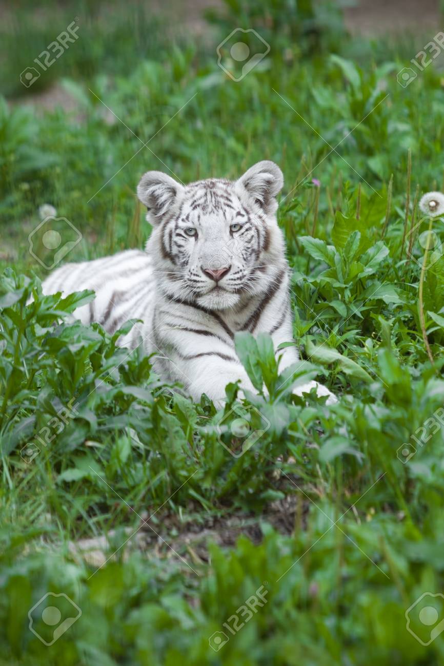 Ein Baby Weisser Tiger Im Gras Lizenzfreie Fotos Bilder Und Stock Fotografie Image 43946619