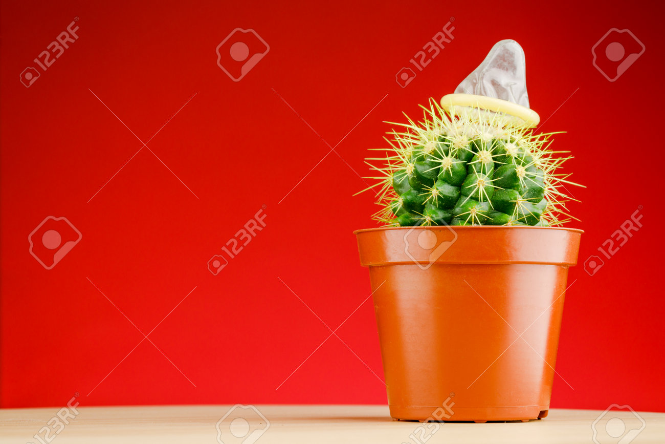 Cactus with a condom on a red background. - 162425071 Cactus with a condom on a red background. - 162425071
