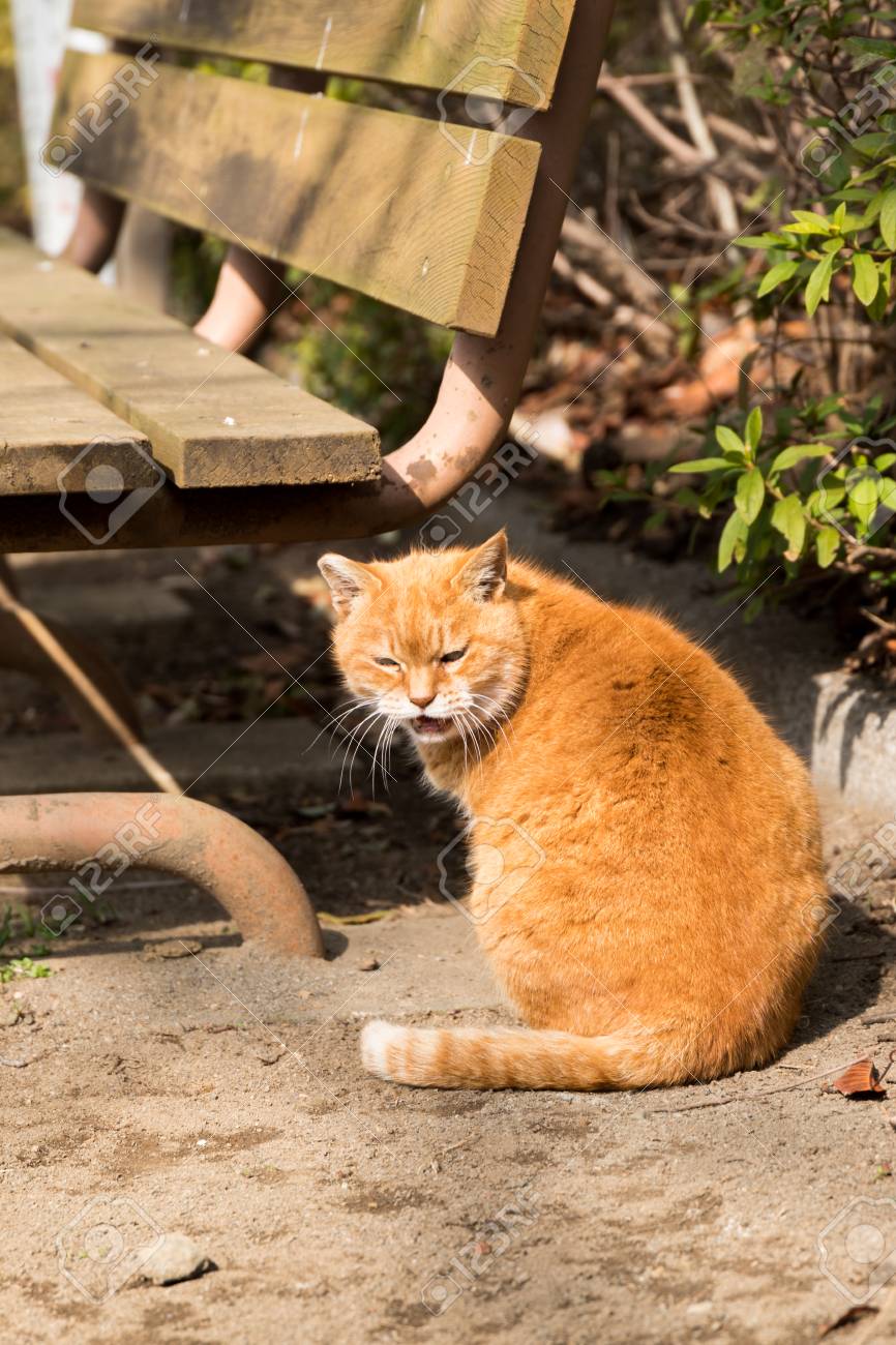 etiam-dictum-ipsum-a-felis