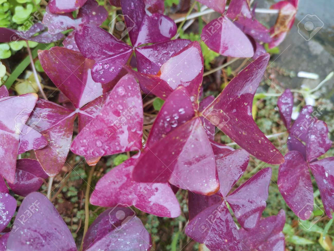 etiam-dictum-ipsum-a-felis