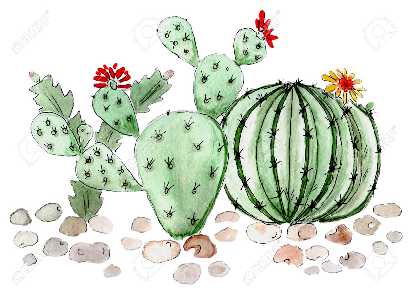サボテン多肉植物イラスト水彩 Handdraw の写真素材 画像素材 Image サボテン多肉植物イラスト水彩 Handdraw の写真素材 画像素材 Image