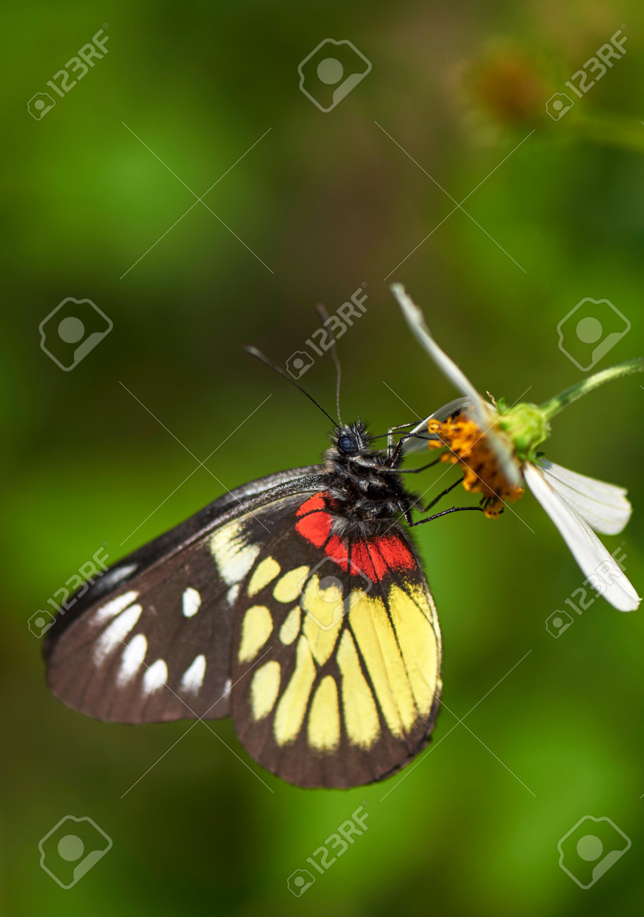 etiam-dictum-ipsum-a-felis