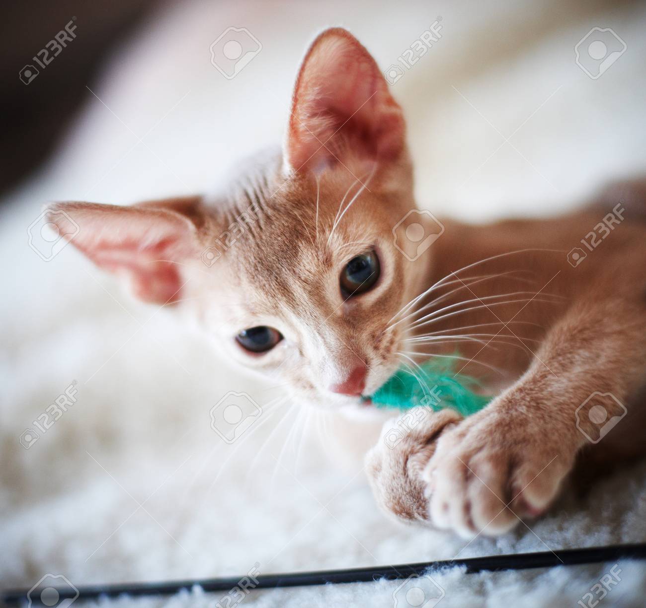 etiam-dictum-ipsum-a-felis