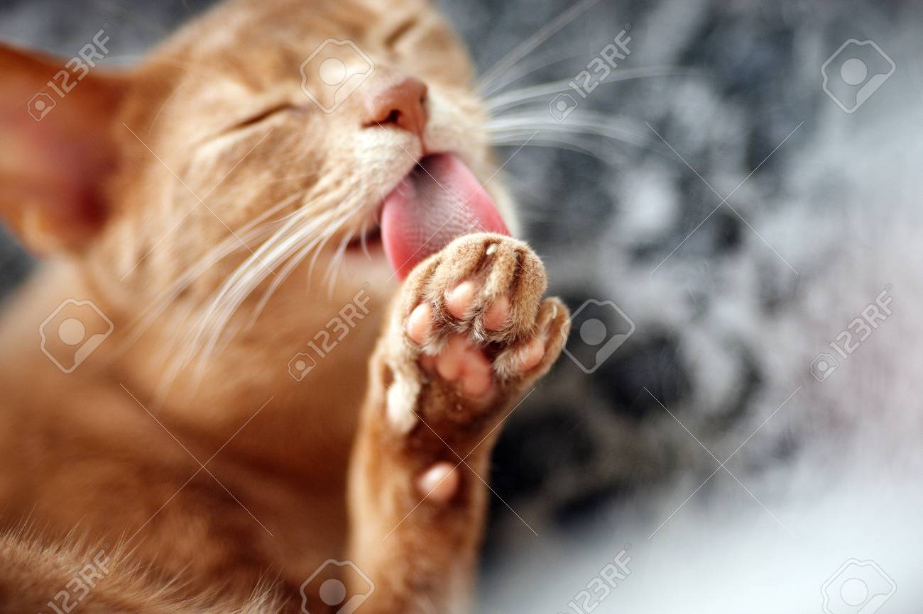 etiam-dictum-ipsum-a-felis